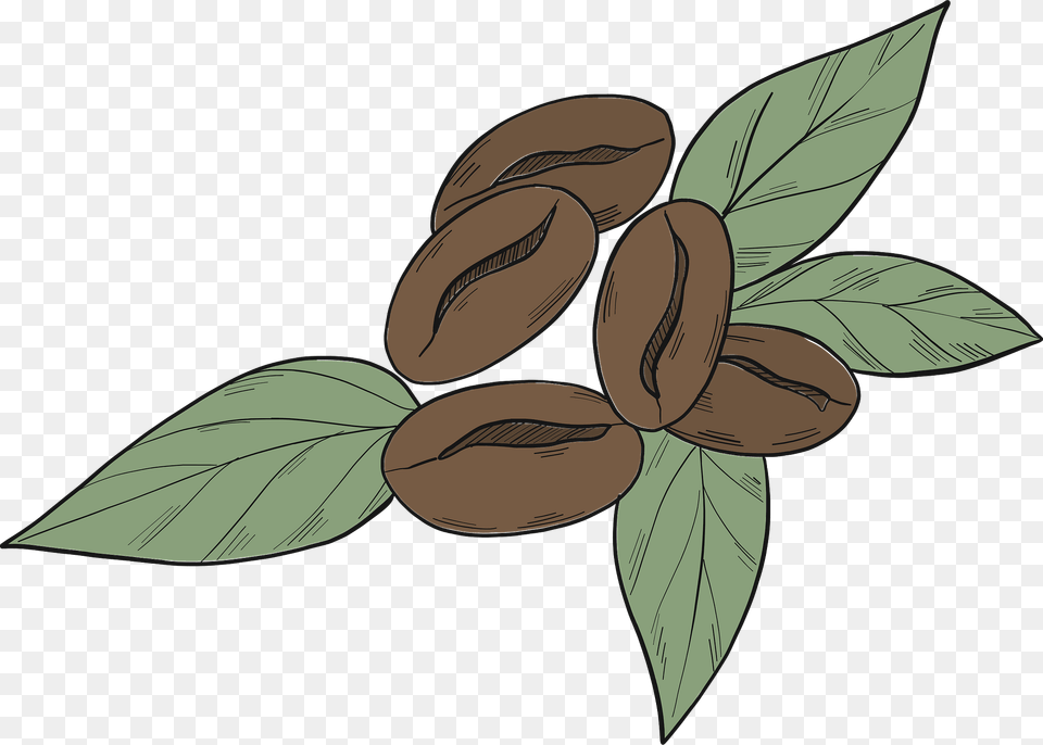 Coffee Plant Clipart, Leaf, Food, Produce, Vegetable Free Transparent Png
