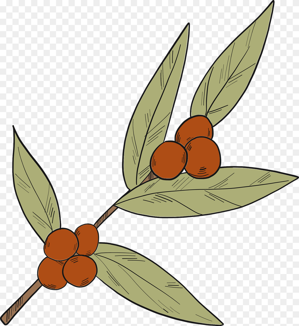 Coffee Plant Clipart, Leaf, Food, Fruit, Produce Free Png