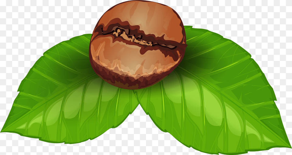 Coffee Plant Clipart Palnt, Food, Leaf, Nut, Produce Free Png Download