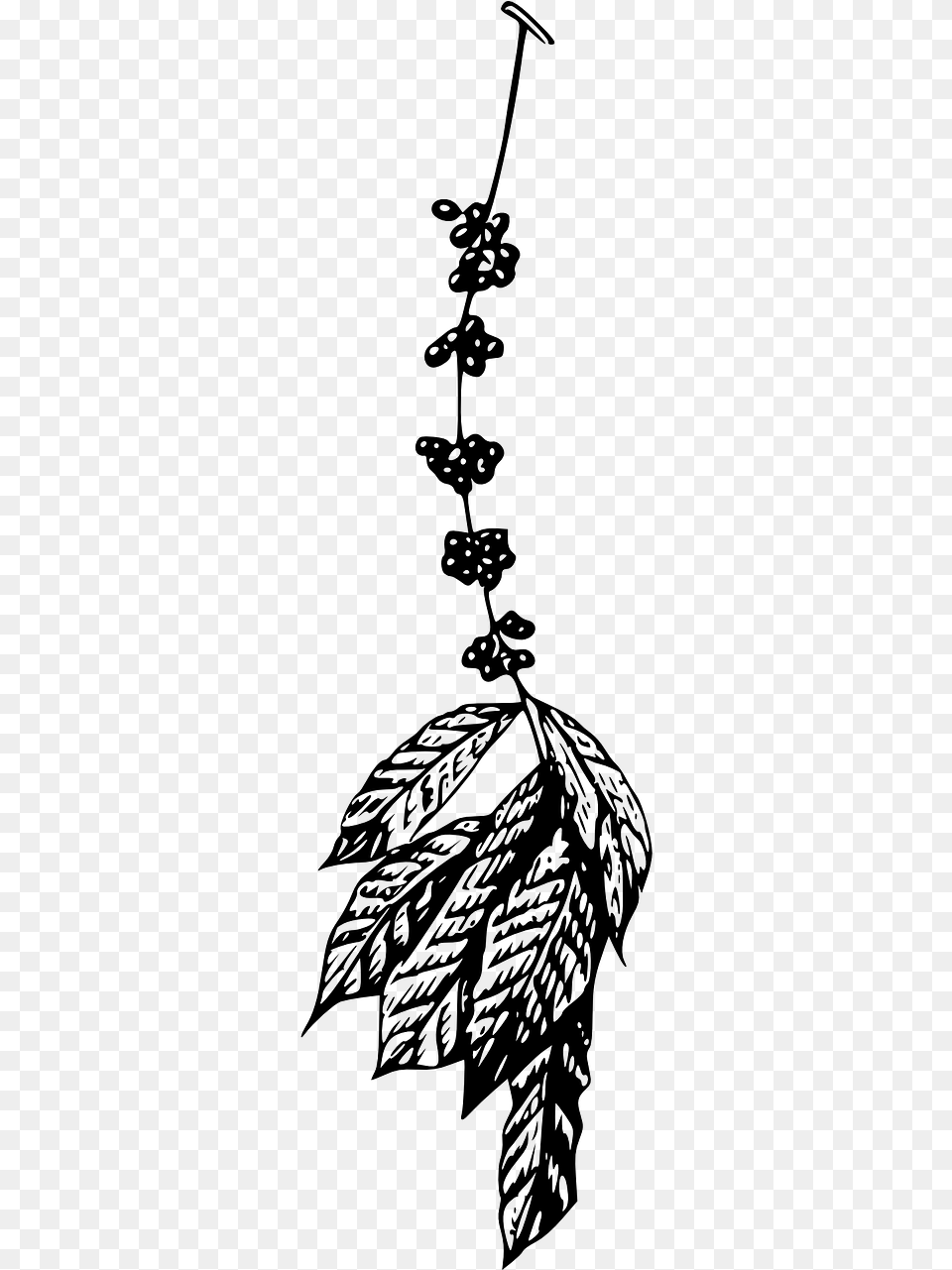 Coffee Plant Illustrations Coffee, Gray Free Png Download