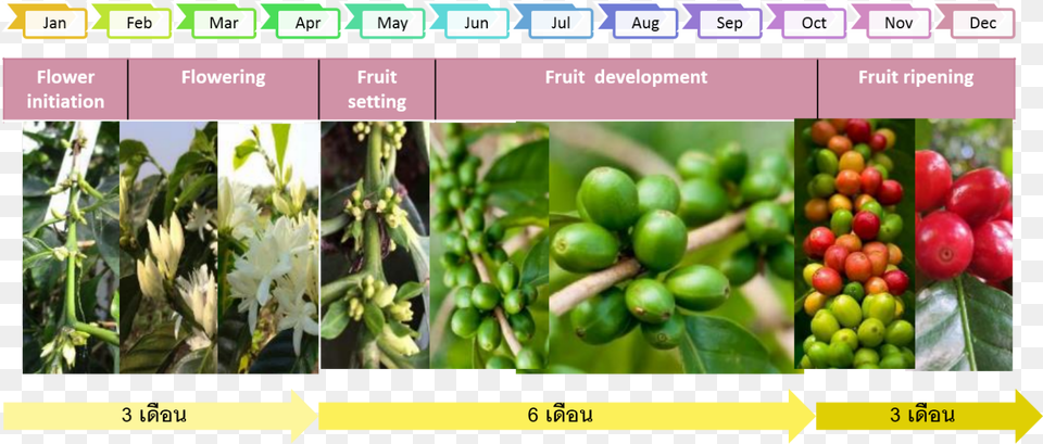 Coffee Plant The Growth Of Coffee Tree Coffee And Fruit Development, Art, Collage, Vegetation, Food Free Transparent Png