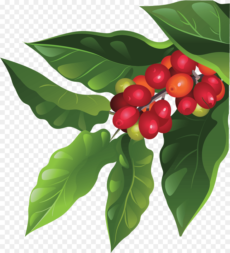 Coffee Tree, Cherry, Food, Fruit, Leaf Png Image