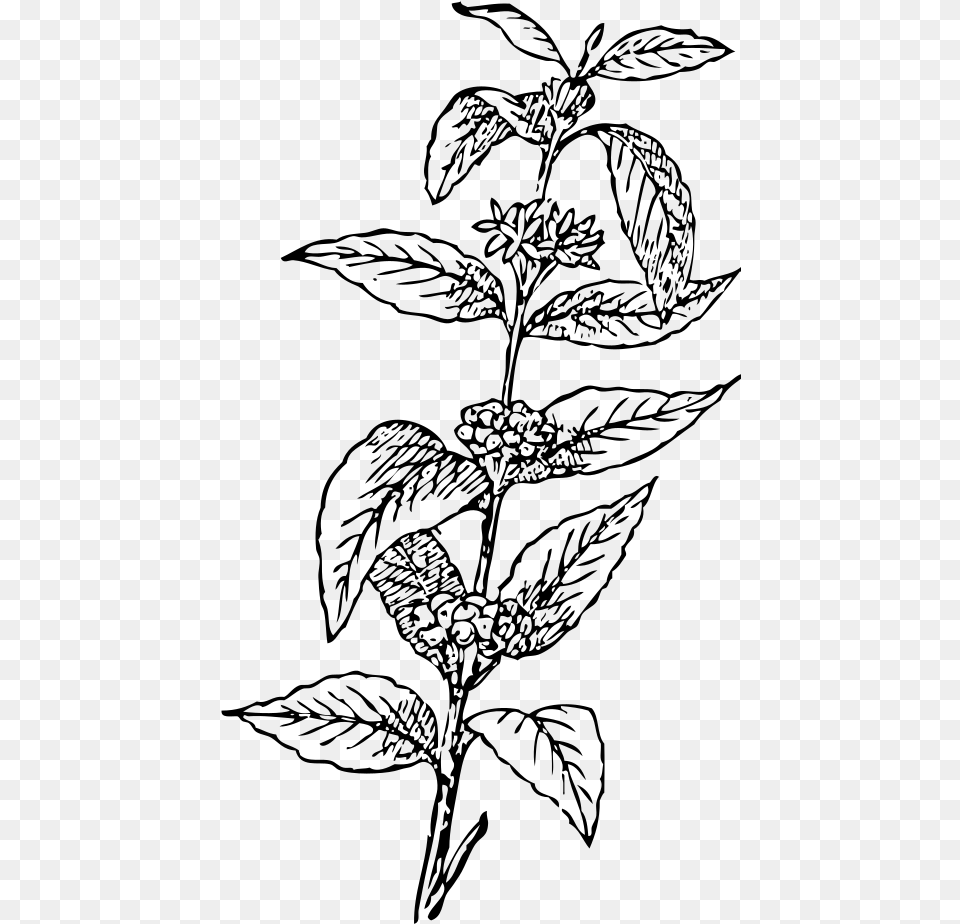 Coffee Tree Drawing At Getdrawings Coffee Leaf Vector, Gray Free Png