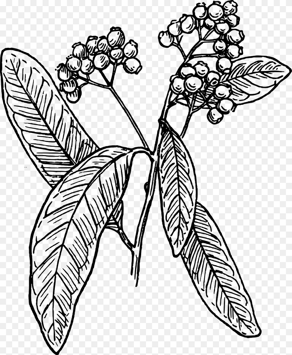 Coffee Tree Vector, Gray Free Png Download