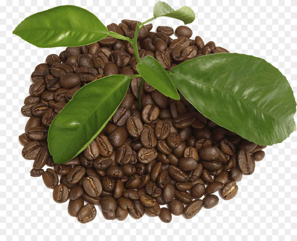 Coffee With Leaf Houseplant, Plant, Beverage Free Png