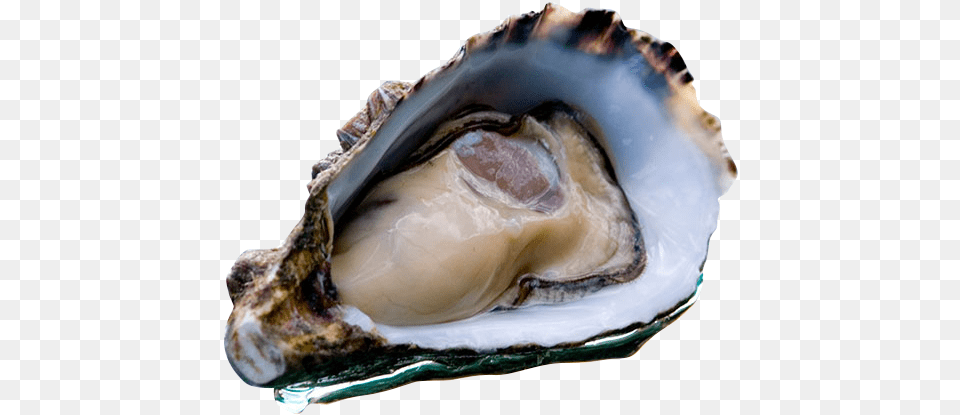 Coffin Bay Oyster Icon Diarrhetic Shellfish Poisoning, Animal, Sea Life, Food, Seafood Free Png