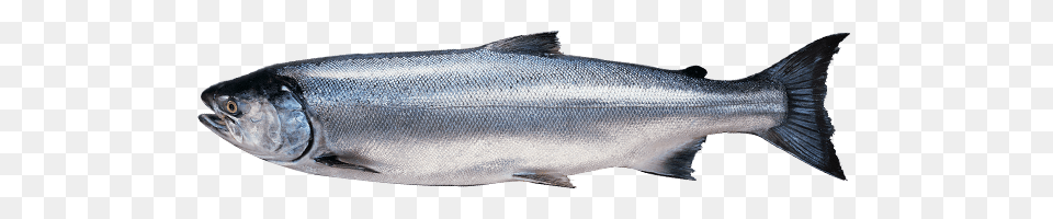Coho Salmon Alaska Seafood Philippines, Animal, Fish, Sea Life, Herring Free Png Download