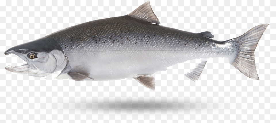 Coho Salmon Sockeye Salmon, Animal, Fish, Sea Life, Tuna Free Transparent Png
