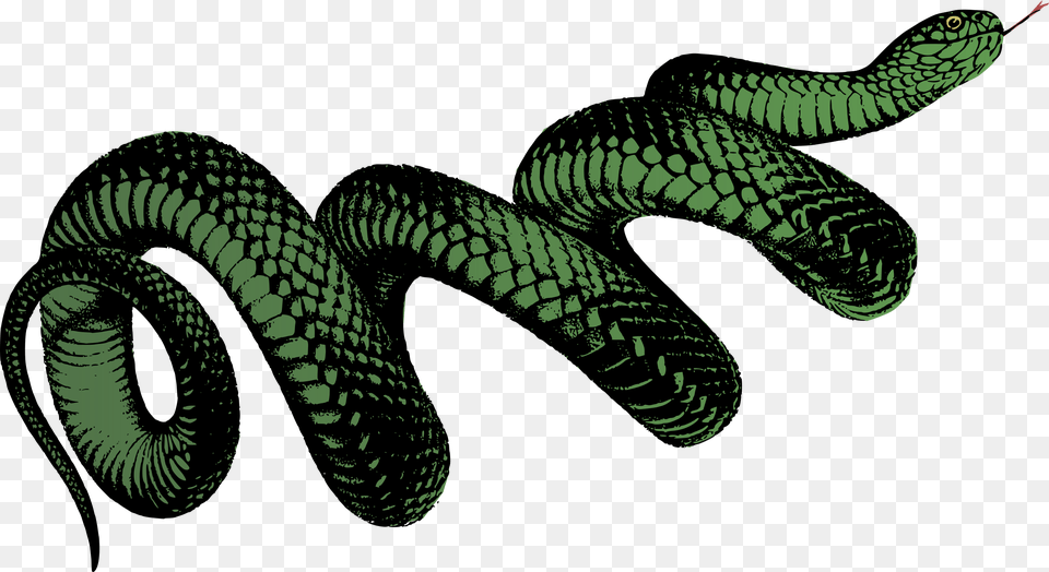 Coiled Snake, Animal, Reptile Free Png