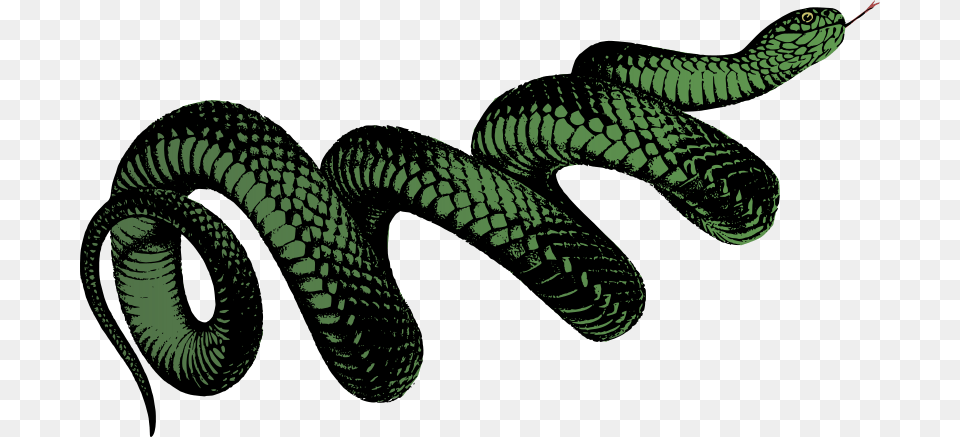 Coiled Snake Colour Transparent Snake, Animal, Reptile Png