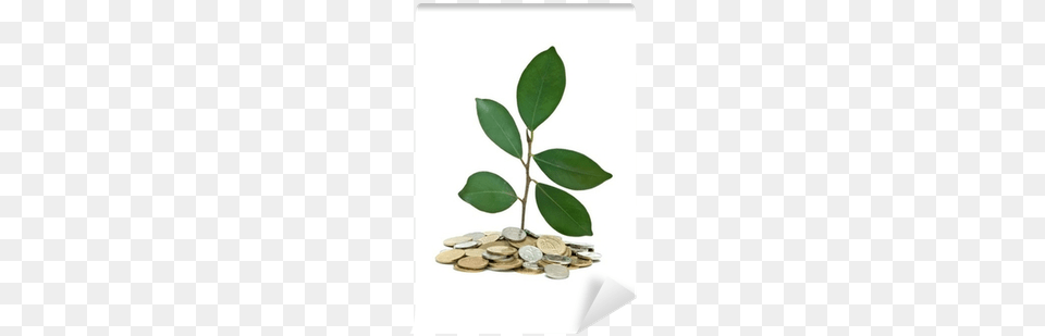 Coin, Leaf, Plant, Money Png Image