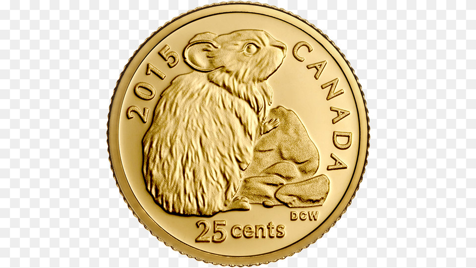 Coin, Gold, Money, Animal, Bear Free Png