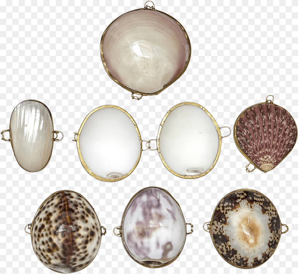 Coin Purses Seashell Assorted Gemstone, Animal, Clam, Food, Invertebrate Free Png Download