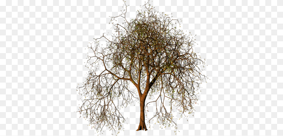 Coisinhas Etc E Tal Oak, Plant, Tree, Tree Trunk Free Png Download