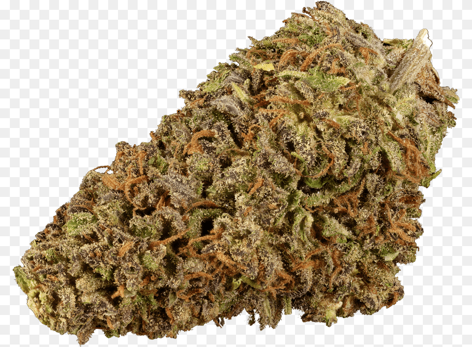 Cold Creek Kush Vertical, Plant, Weed, Grass, Moss Png Image