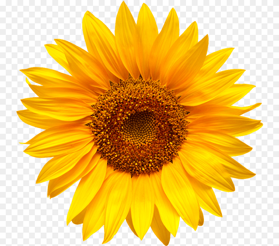 Cold Pressed Sunflower And Canola Girasol, Flower, Plant Png