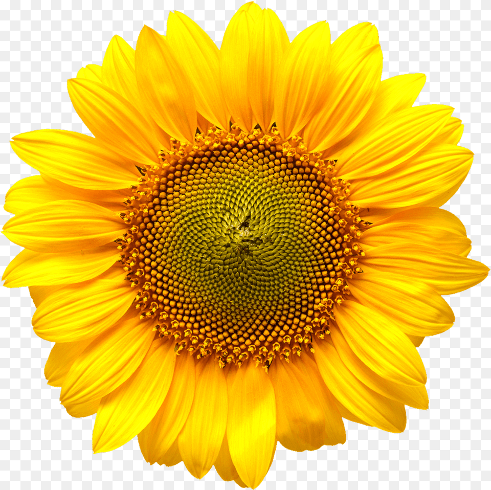 Cold Pressed Sunflower Oil Fonte Puro Sunflower Wall Clock, Flower, Plant Free Png Download