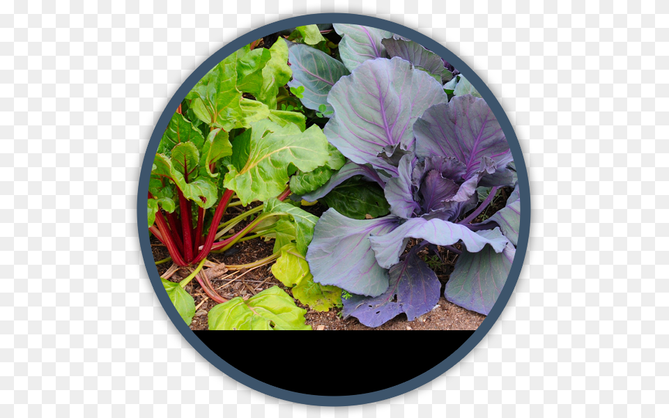 Cold Weather Winter Season Vegetables, Plant, Food, Produce, Leaf Free Png Download