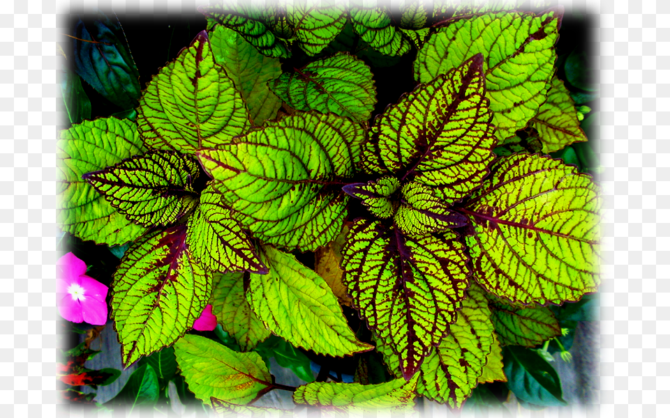 Coleus Fishnet Stockings Floral Design, Leaf, Purple, Plant, Herbal Free Png Download