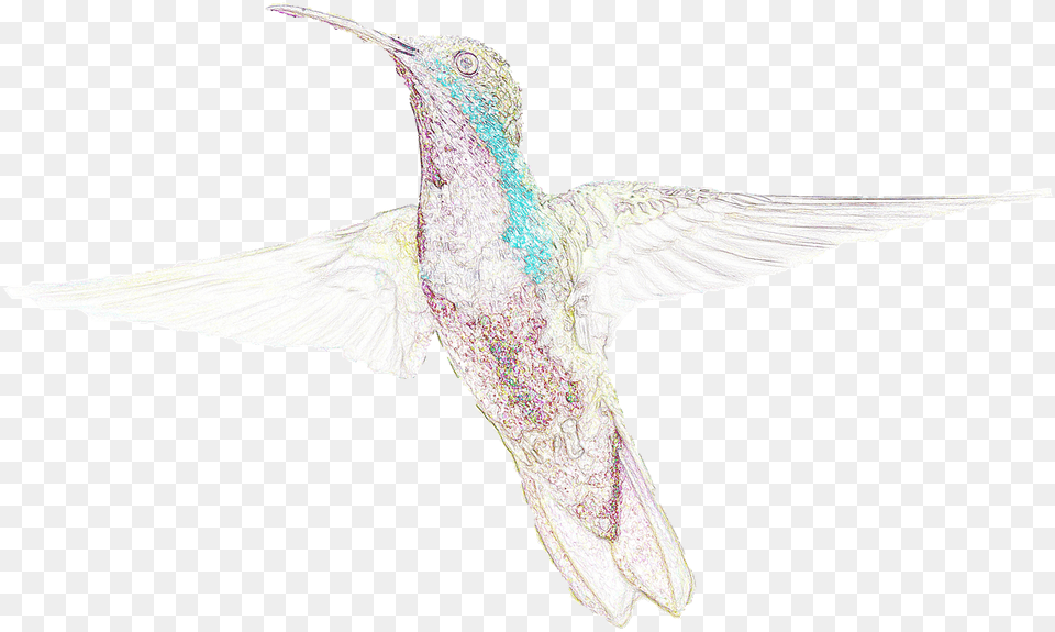 Colibr Dibujo Hummingbird, Animal, Bird, Flying Png