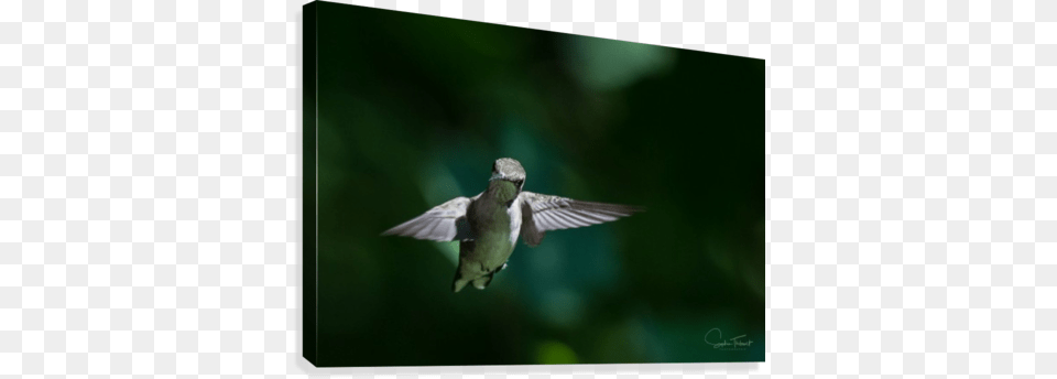 Colibri Art, Animal, Bird, Flying, Hummingbird Png