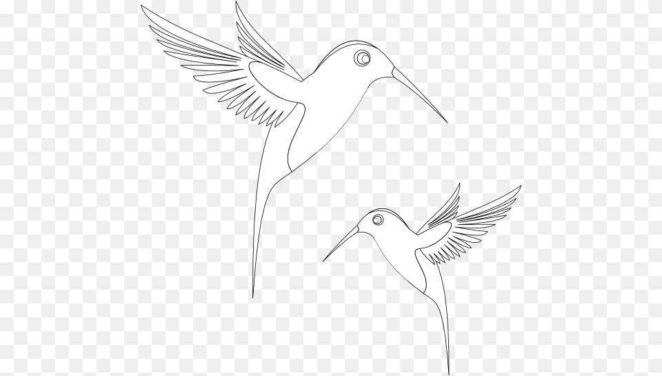 Colibri Birds Black White Line Art Coloring Book Colouring Coloring Book, Animal, Bird, Flying, Stencil Free Transparent Png
