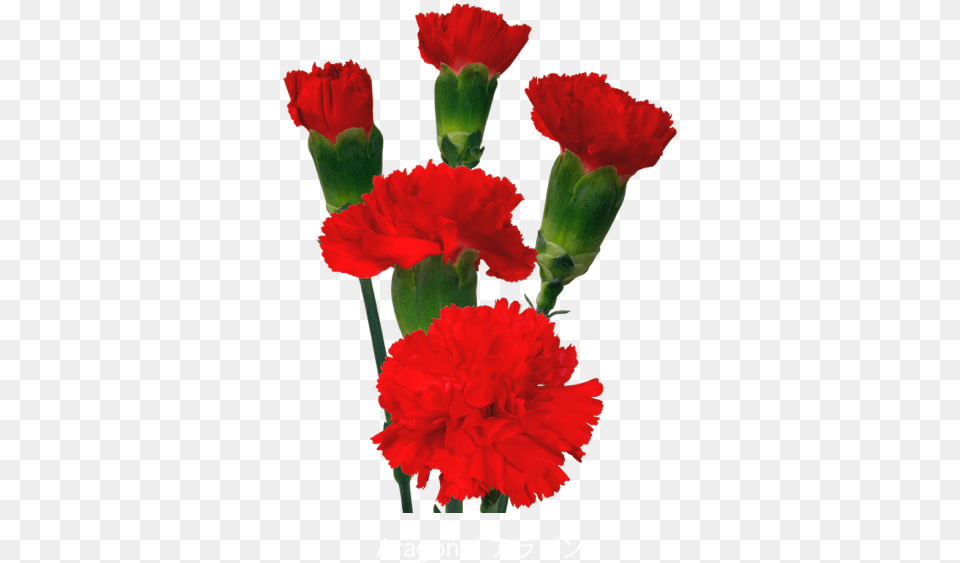 Colibri Flowers Minicarnation Aragon Grower Of Carnations Flower Carnations, Carnation, Plant Free Png