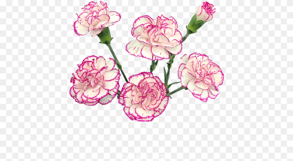 Colibri Flowers Minicarnation Kazuki Floral, Carnation, Flower, Plant, Rose Free Transparent Png