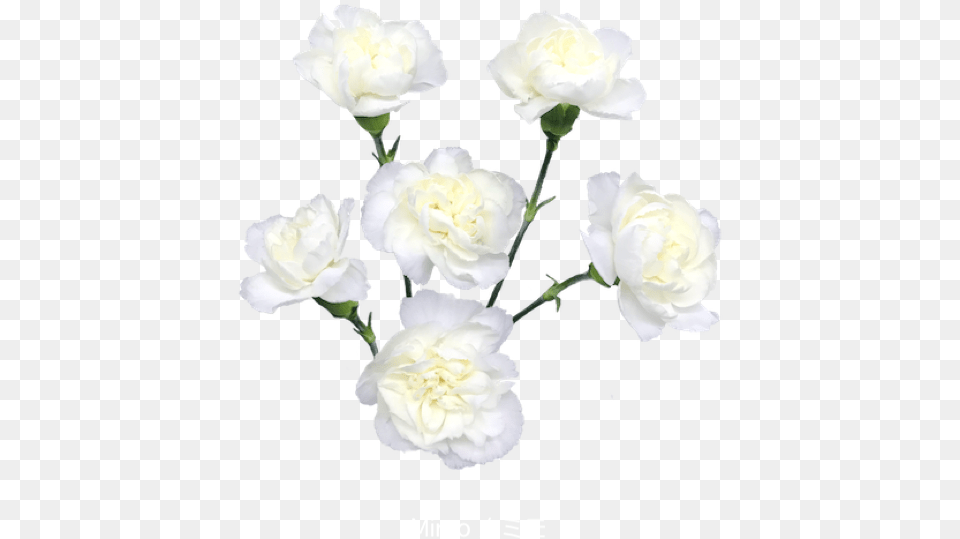 Colibri Flowers Minicarnation Mimo Grower Of Carnations Garden Roses, Carnation, Flower, Plant, Rose Free Transparent Png