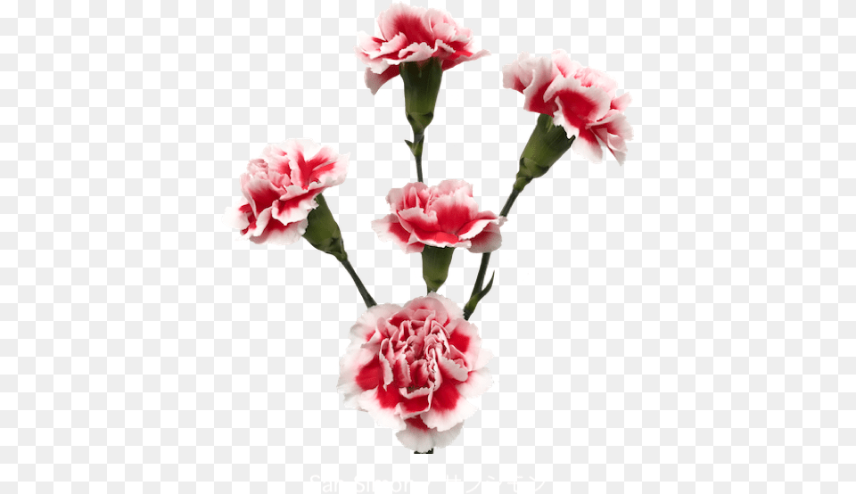 Colibri Flowers Minicarnation Sansimon Grower Of Carnations Garden Roses, Carnation, Flower, Plant, Rose Free Png