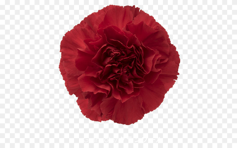 Colibri Flowers S A Carnations, Carnation, Flower, Plant, Rose Png Image