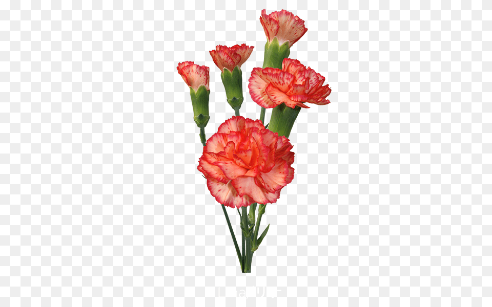 Colibri Flowers S A Minicarnations, Carnation, Flower, Plant, Rose Png