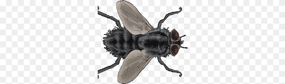 Colin Raff Grotesque Gif Colinraff Grotesque Bug Discover U0026 Share Gifs Transparent Housefly Gif, Animal, Fly, Insect, Invertebrate Free Png