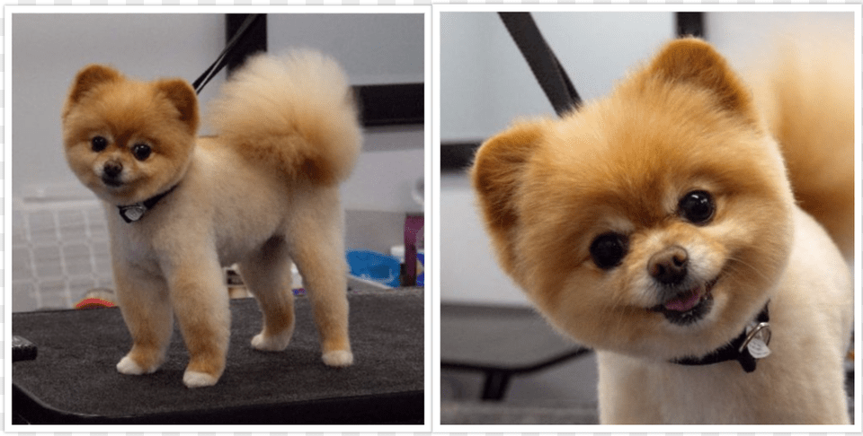 Collage 2017 04 13 Pomeranian, Animal, Canine, Dog, Mammal Png Image