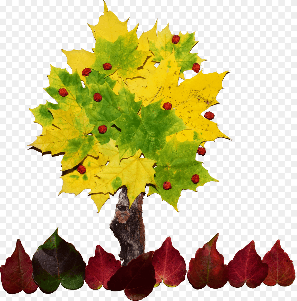 Collage De Un Arbol, Leaf, Maple, Plant, Tree Free Transparent Png