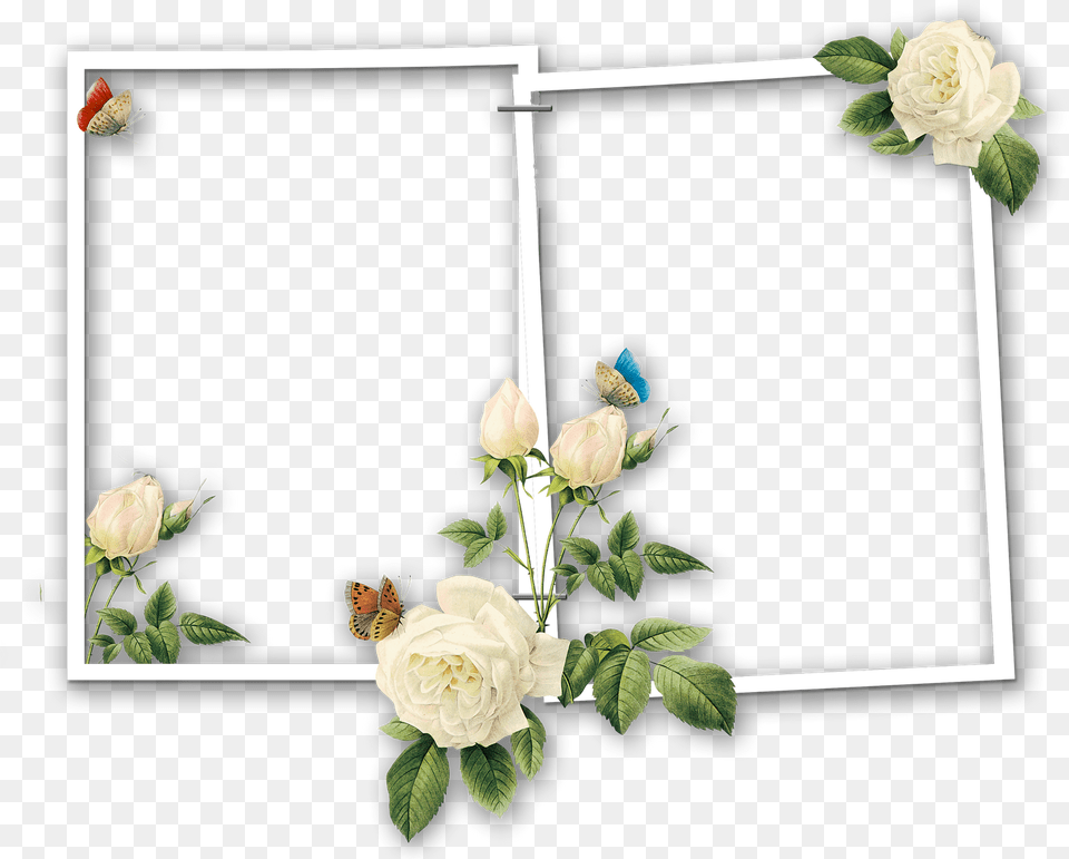 Collage Two Frame, Flower, Plant, Rose, Flower Arrangement Png Image