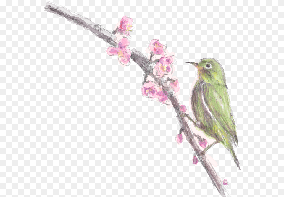 Collar, Animal, Bird, Finch, Anthus Png Image