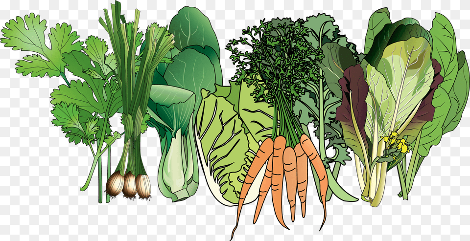 Collard Greens, Herbs, Plant, Food, Produce Png Image