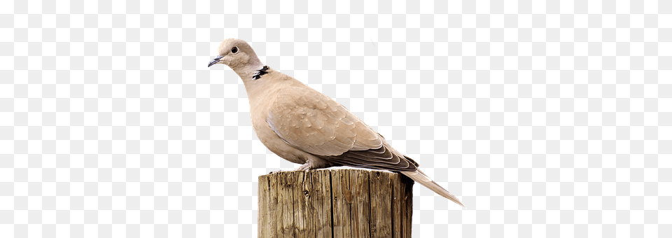 Collared Animal, Bird, Pigeon, Dove Png Image