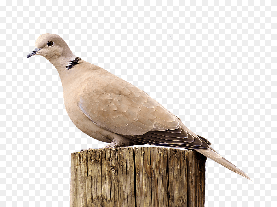 Collared Animal, Bird, Pigeon, Dove Png