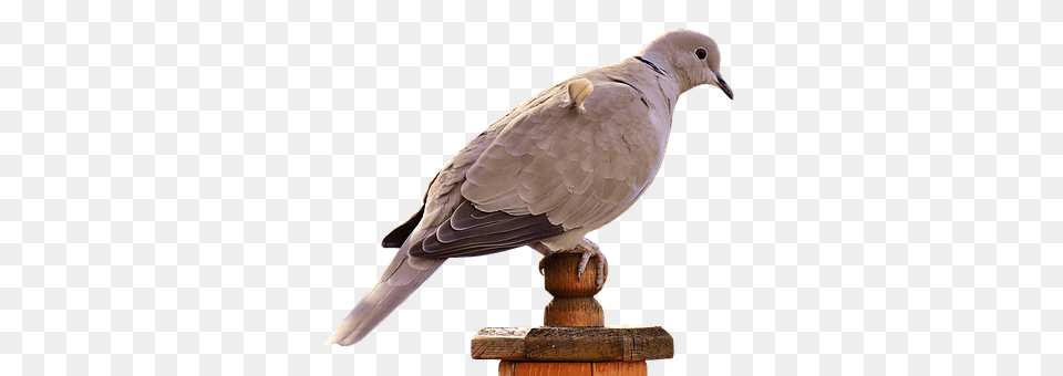 Collared Animal, Bird, Pigeon, Dove Free Png Download