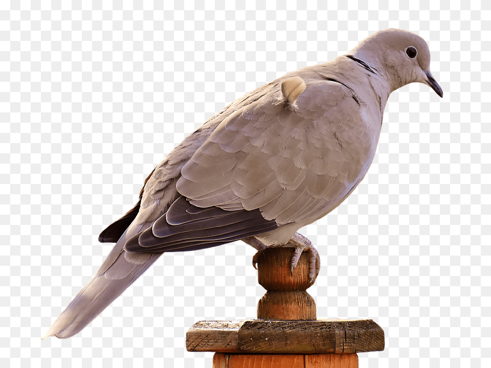 Collared Animal, Bird, Pigeon, Dove Free Png