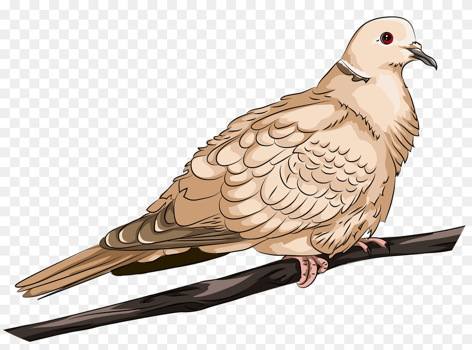 Collared Dove Clipart, Animal, Bird, Pigeon Png