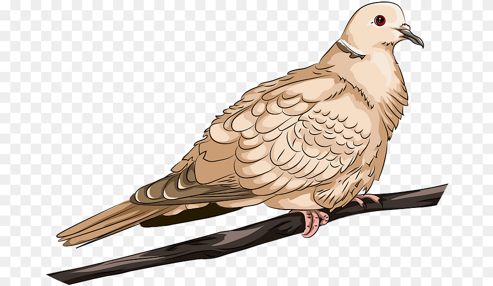 Collared Dove Clipart Pigeons And Doves, Animal, Bird, Pigeon Free Png