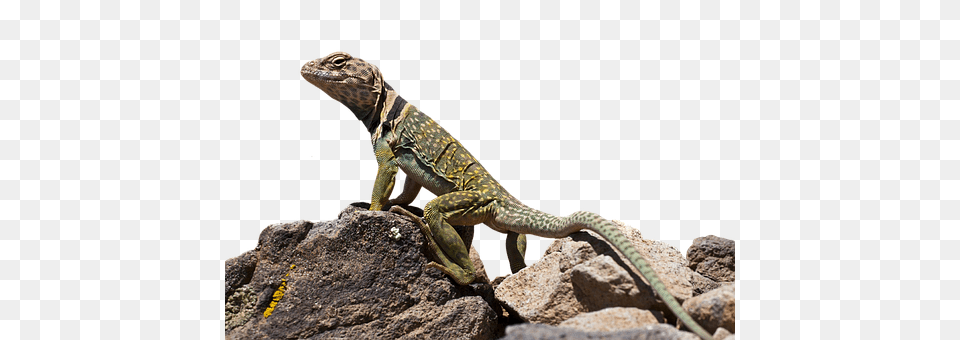 Collared Lizard Animal, Reptile, Iguana, Gecko Free Png