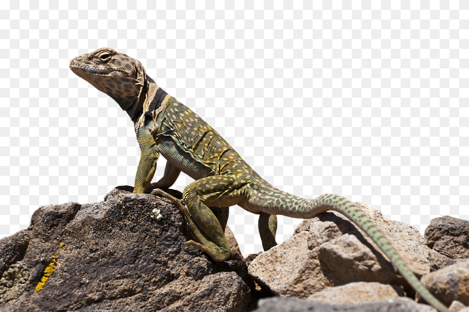 Collared Lizard Animal, Reptile, Gecko, Iguana Png Image
