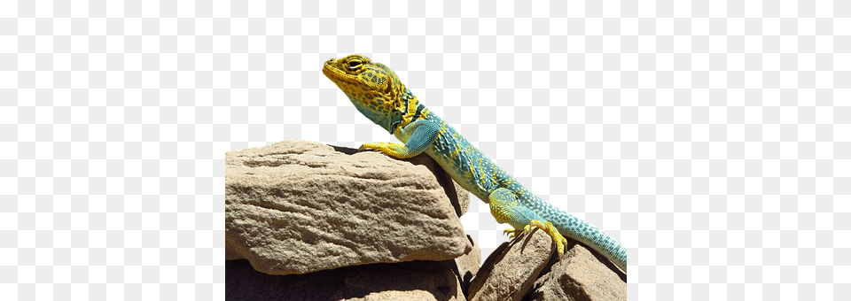 Collared Lizard Animal, Gecko, Reptile, Green Lizard Png