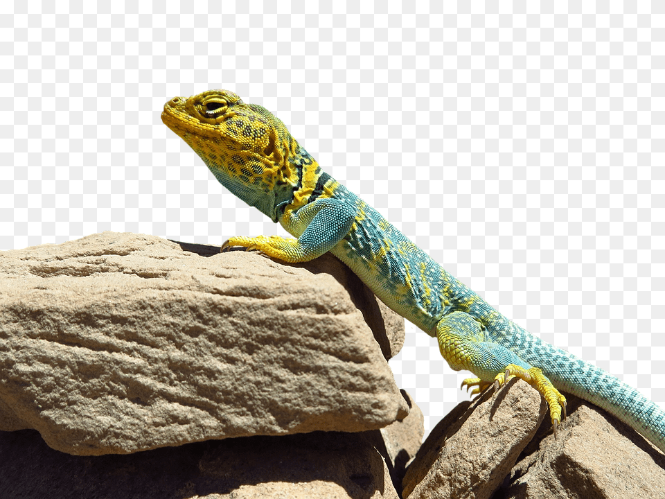 Collared Lizard Animal, Gecko, Reptile, Green Lizard Free Png
