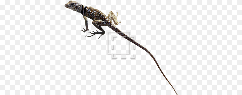 Collared Lizard Immediate Entourage Komodo Dragon, Animal, Anole, Gecko, Reptile Png