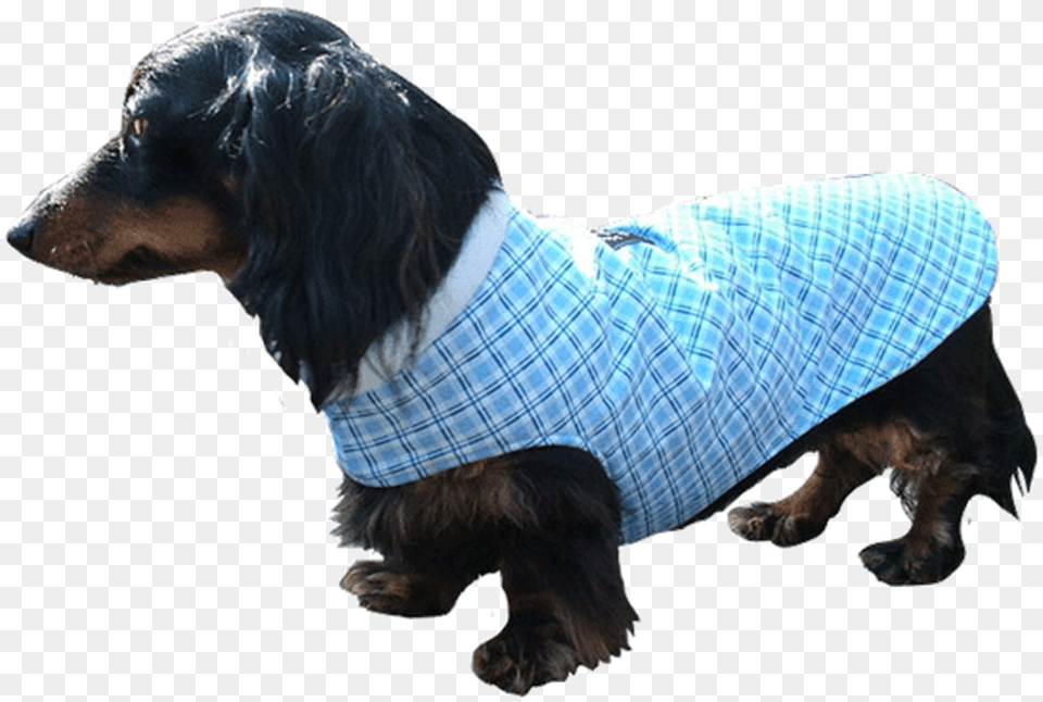 Collarless Designer Fabric Cuddler Dog Coat Dachshund, Clothing, Adult, Person, Man Free Transparent Png